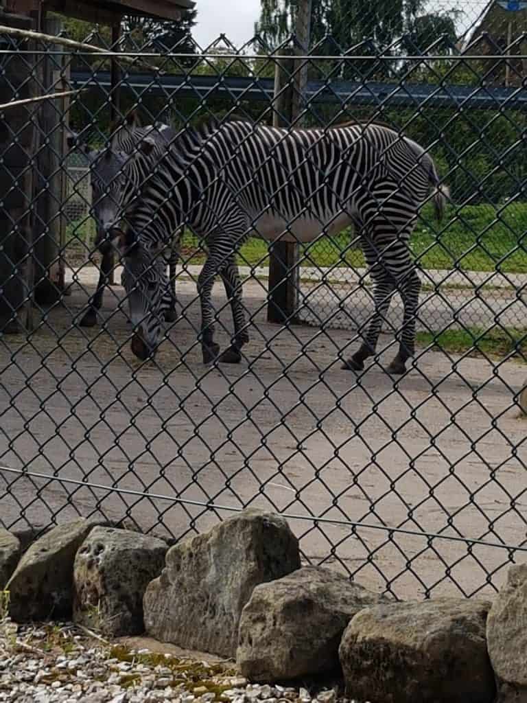 Two zebras behind a wire fence