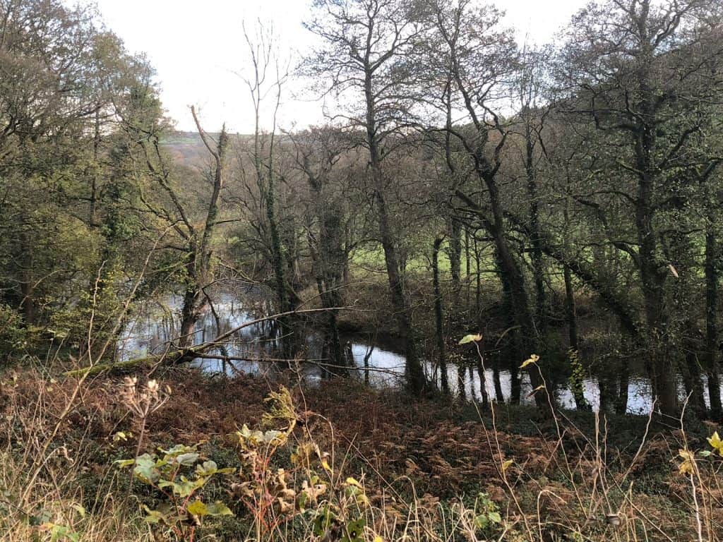 Trees by a river in autumn.