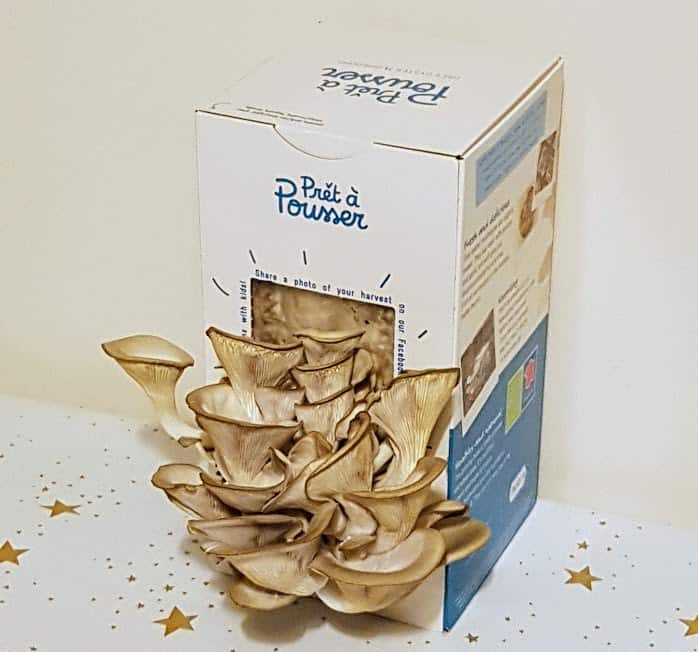 Mushrooms growing out of a box