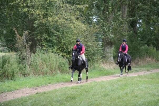 Two horses on a country footpath