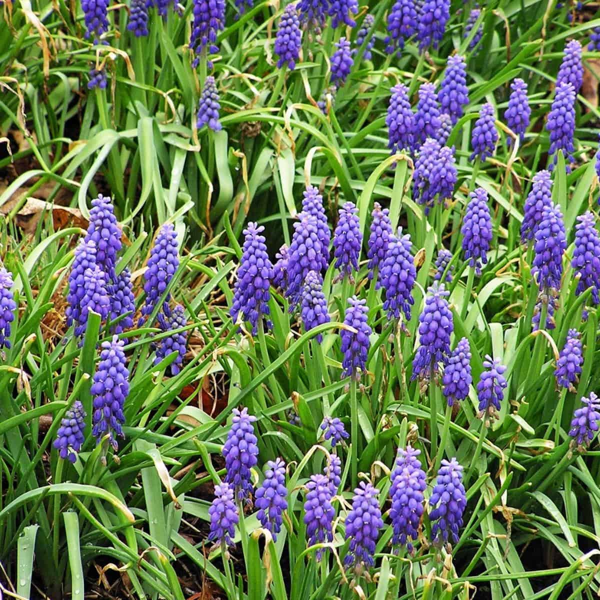 Sweet, Sweet Garden: Everything You Should Know About Grape Hyacinths