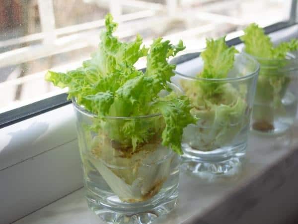 lettuce being grown from scraps in glasses on the kitchen window sill