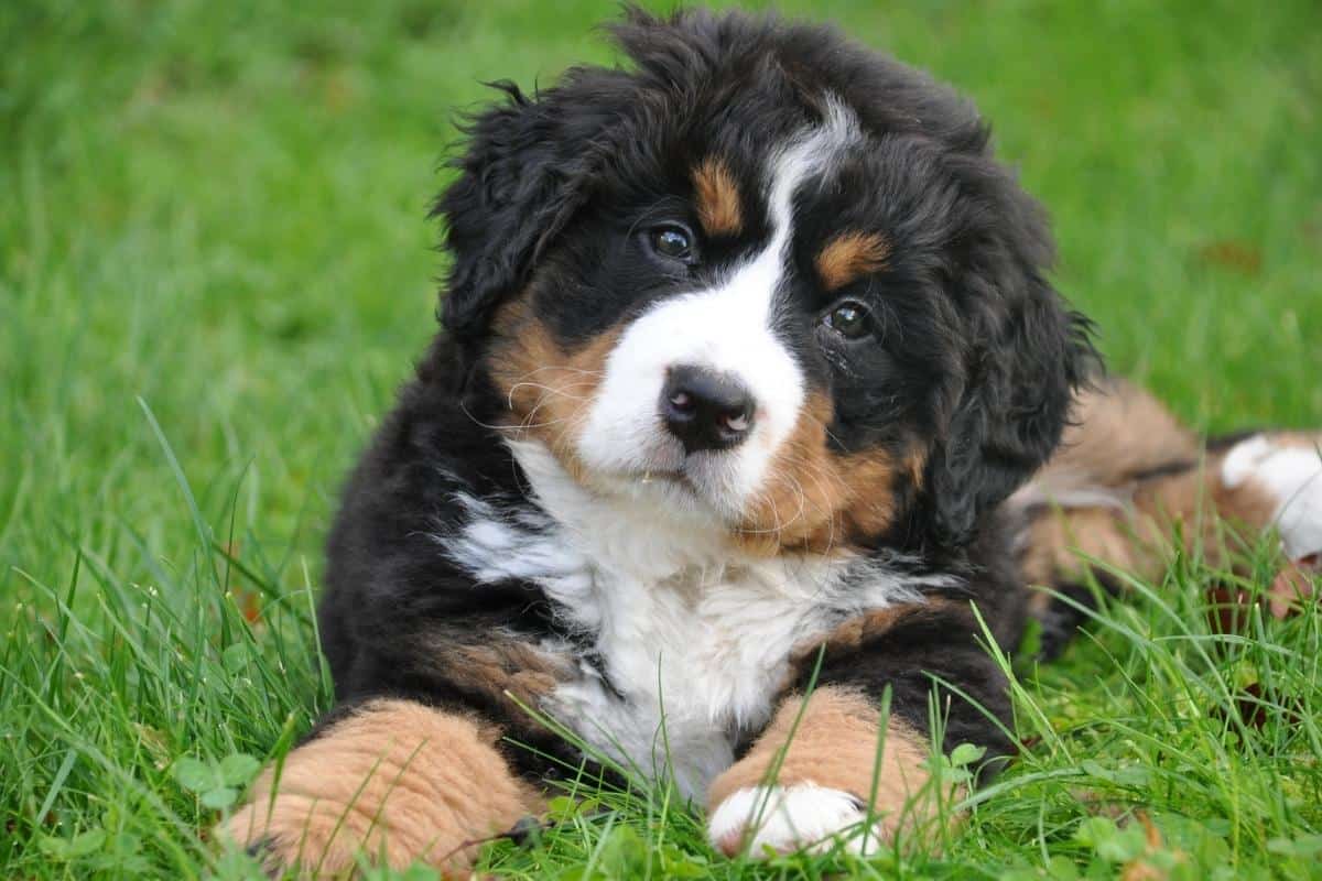 black and white dog lying on grass