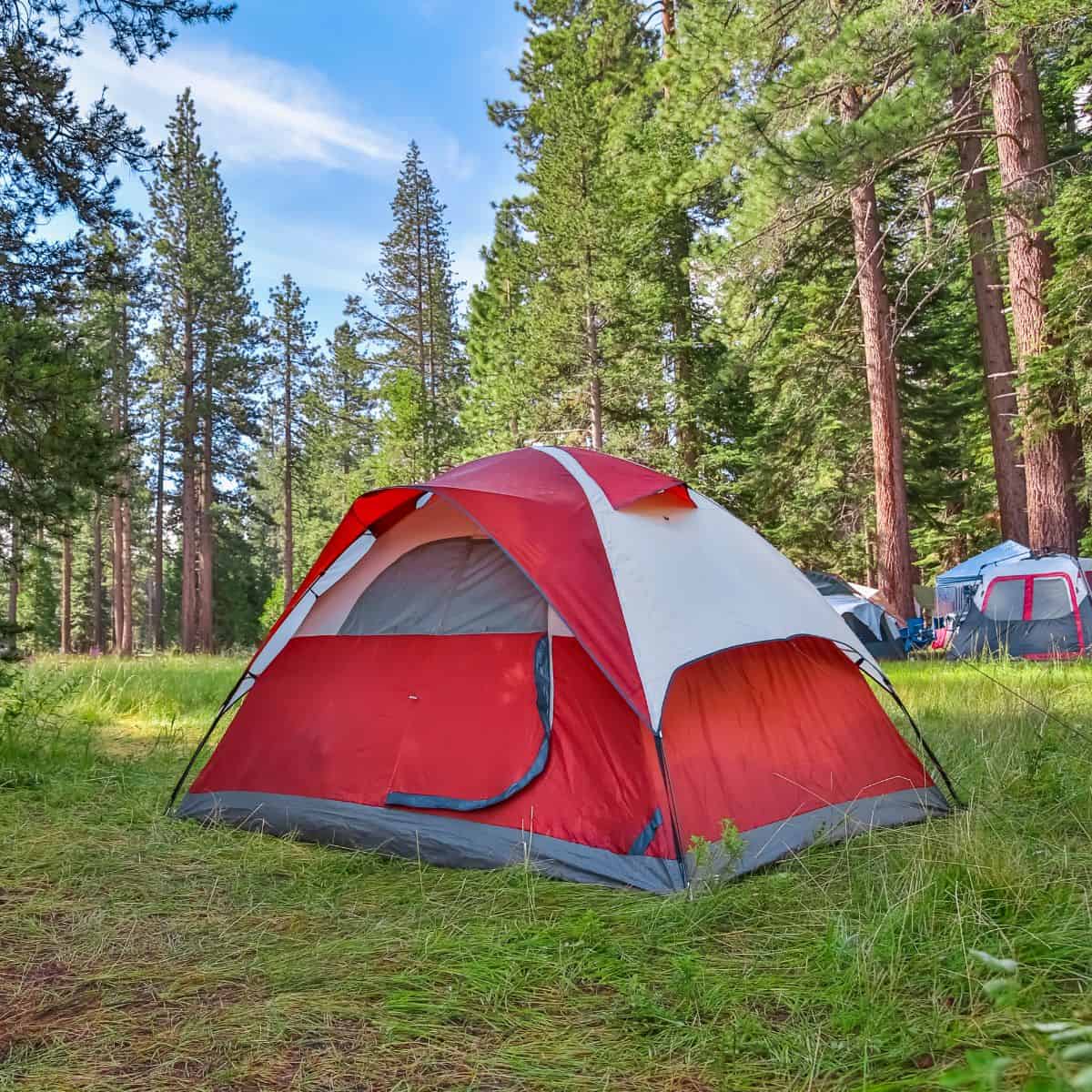 A red and gray tent is set up in a forested area, perfect for camping amidst tall trees and green grass under a blue sky.