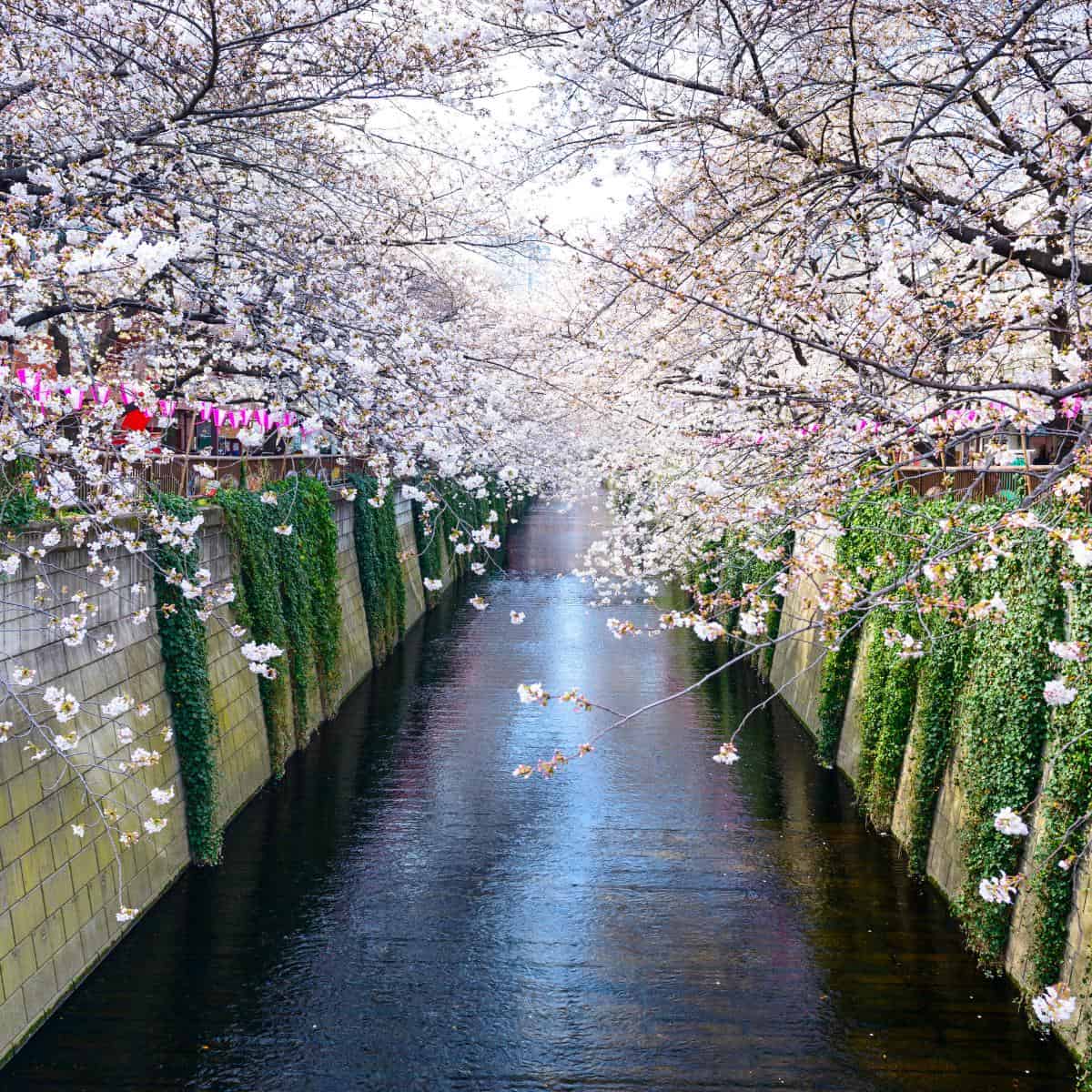 blossom trees overhanging a Japanese canal