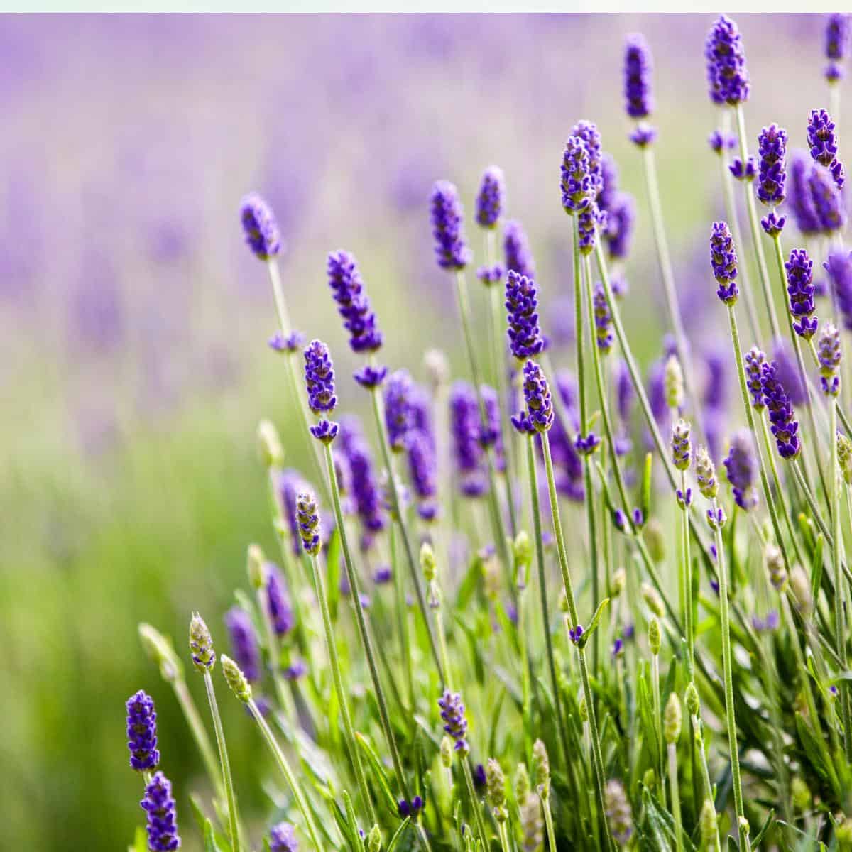 a field of fresh purple lavender.
