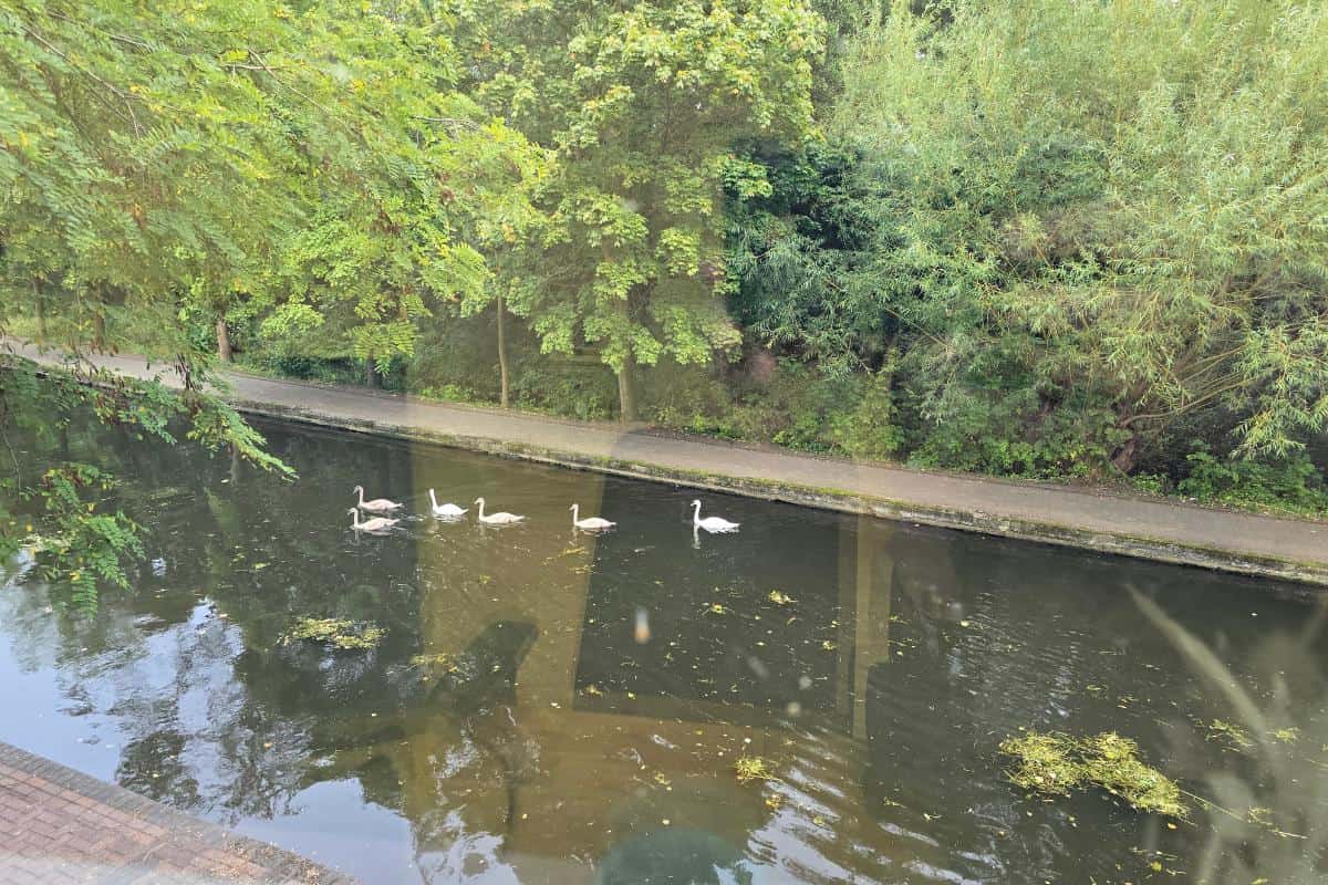 Autumnal trees surrounding a canal in Nottingham with six swans swimming in down the canal.