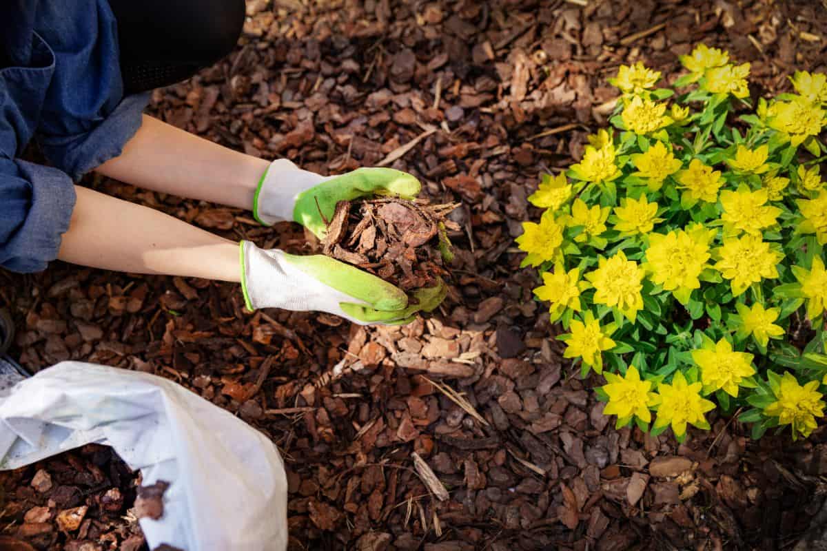 Wearing green and white gardening gloves, a person spreads brown mulch beside a bush with vibrant yellow flowers, enhancing their front yard landscaping. A white bag of mulch rests on the ground nearby. Perfect for a safe area next to a garden for chickens.