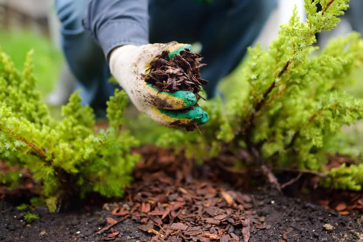 A person wearing gardening gloves places brown mulch around green plants in a garden bed, enhancing soil and plant health and adding a tidy look to front yard landscaping.