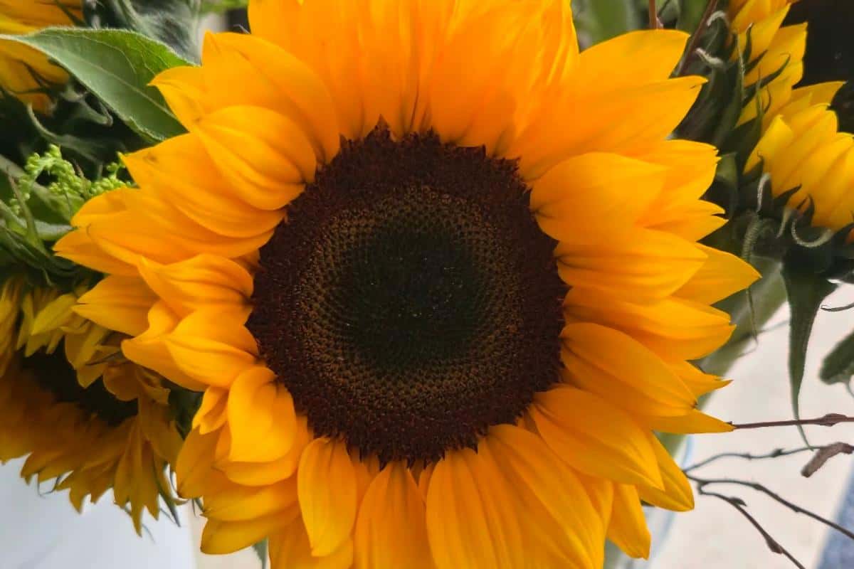 A close-up of a vibrant yellow sunflower with a dark brown center, part of a Prestige Flowers year-long subscription. The petals are wide and bright, radiating outward, with green leaves and other sunflowers visible at the edges.