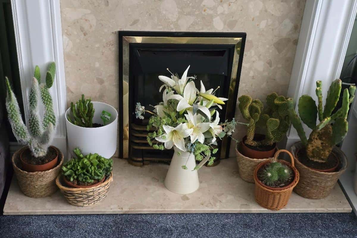 A variety of potted cacti and succulents, known for easy cactus care, are arranged around a fireplace, with a white pitcher of lilies and greenery in the center. The healthy plants sit in unique pots and baskets on a beige hearth.
