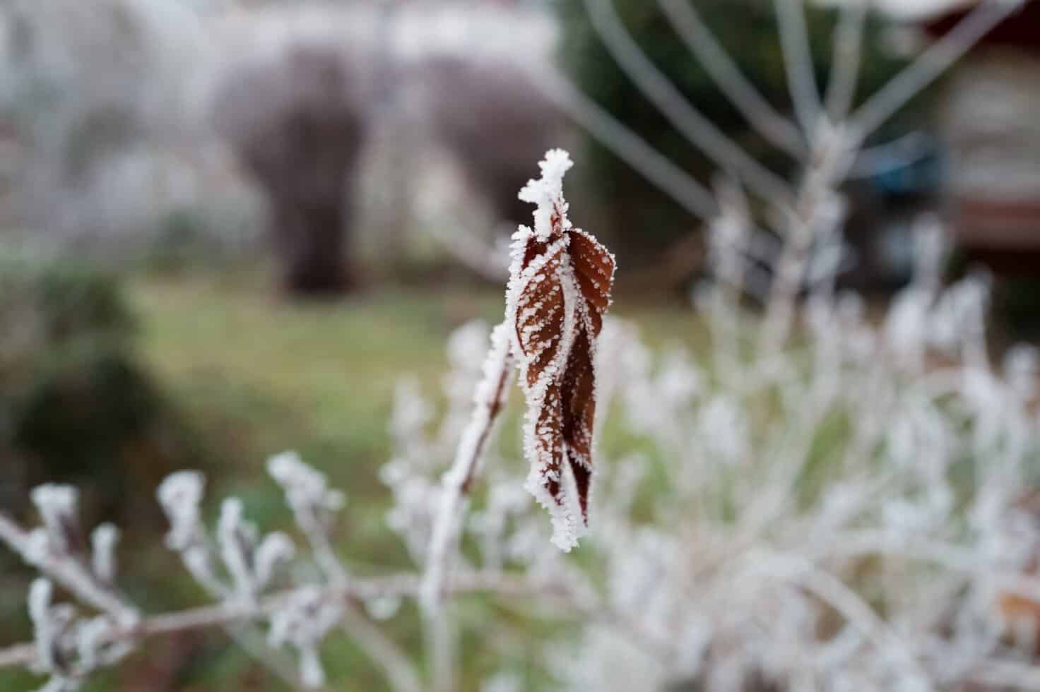 A close-up of a brown leaf covered in frost, with frosty branches and a blurred garden background.