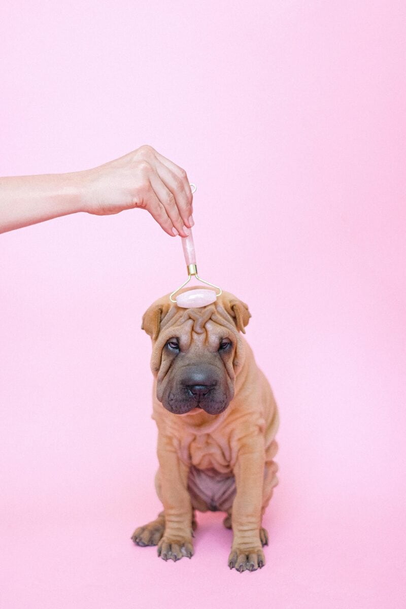 A person uses a jade roller on the forehead of a wrinkly Shar Pei puppy, giving its skin some pampering to smooth lines and boost confidence against a playful pink background.