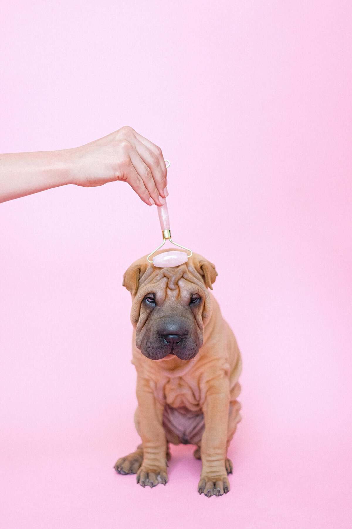 A person uses a jade roller on the forehead of a wrinkly Shar Pei puppy, giving its skin some pampering to smooth lines and boost confidence against a playful pink background.