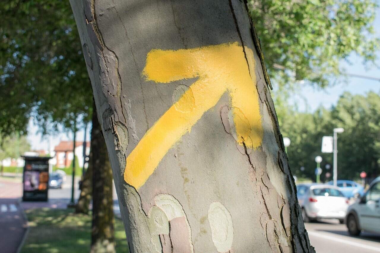 A yellow arrow painted on the trunk of a tree points to the upper right, marking one of the Camino de Santiago routes. In the background, a street with cars, trees, and a bus stop is visible on a sunny day.